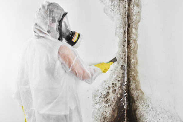 Best Best Mold Removal Companies  in Louisvle, IL