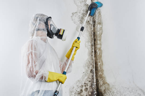Best Toxic Mold Removal  in Louisvle, IL