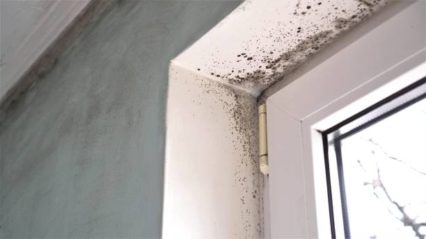 Certified Mold Removal in Louisville, IL