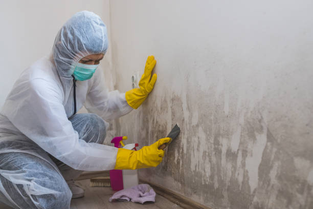 Best Local Mold Removal Service  in Louisvle, IL