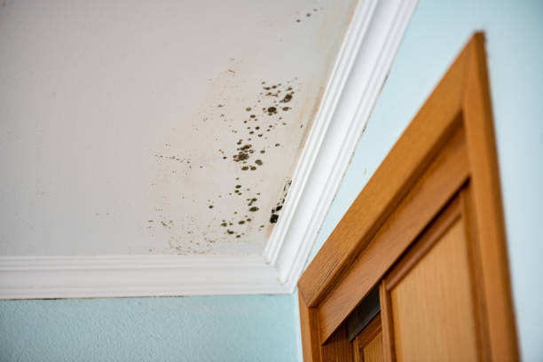 Best Black Mold Removal  in Louisvle, IL