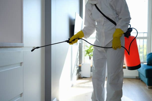 Best Attic Mold Removal  in Louisvle, IL