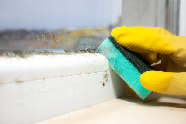 Best Emergency Mold Removal  in Louisvle, IL
