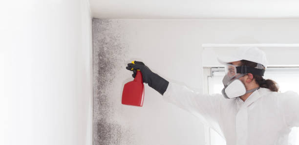 Best Local Mold Removal Service  in Louisvle, IL