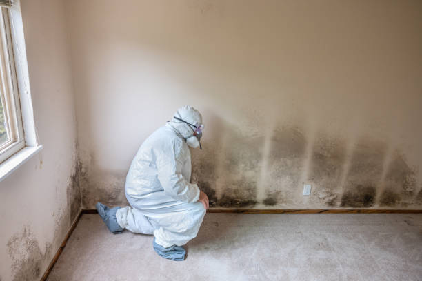 Best Commercial Mold Removal  in Louisvle, IL