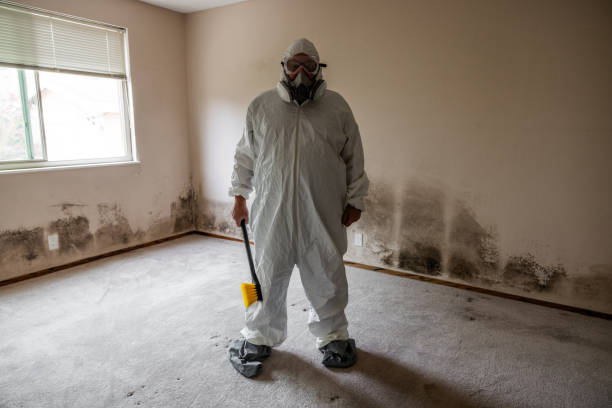 Trusted Louisville, IL Mold Removal Experts