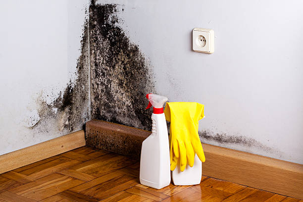 Best Mold Removal Specialists  in Louisvle, IL